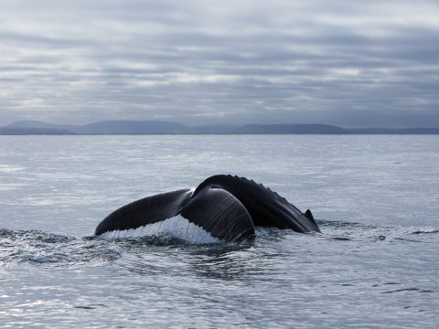 Island whale