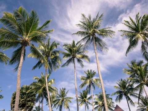 Palm trees Thailand